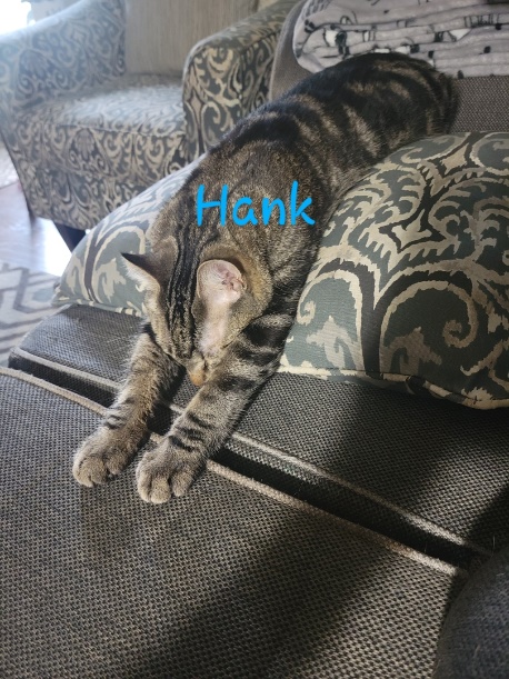 A cat lying on a couchDescription automatically generated with medium confidence
